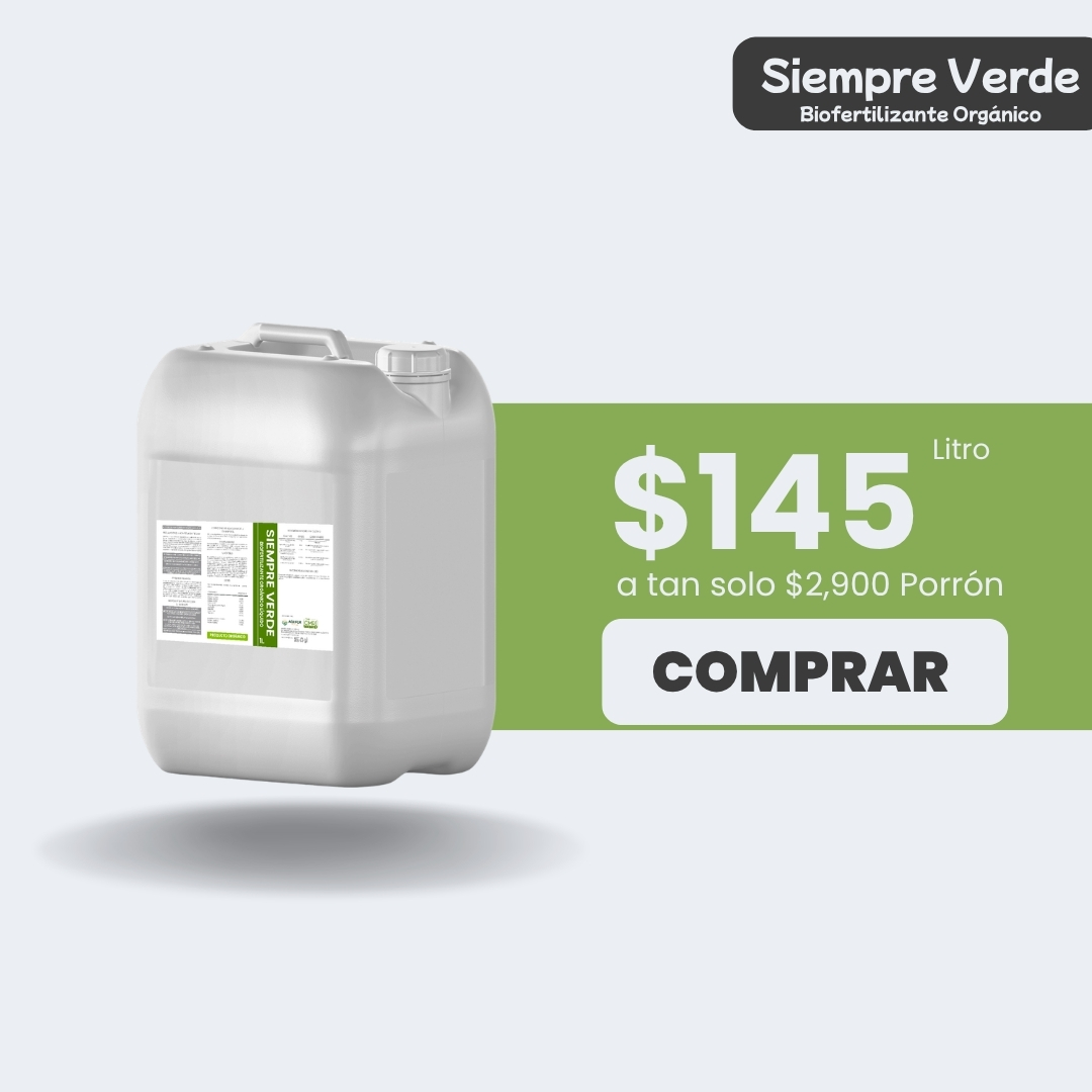 Siempre Verde - Porrón 20lt