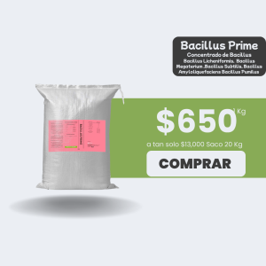 Bacillus Prime