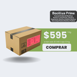 Bacillus Prime - Caja 12lt