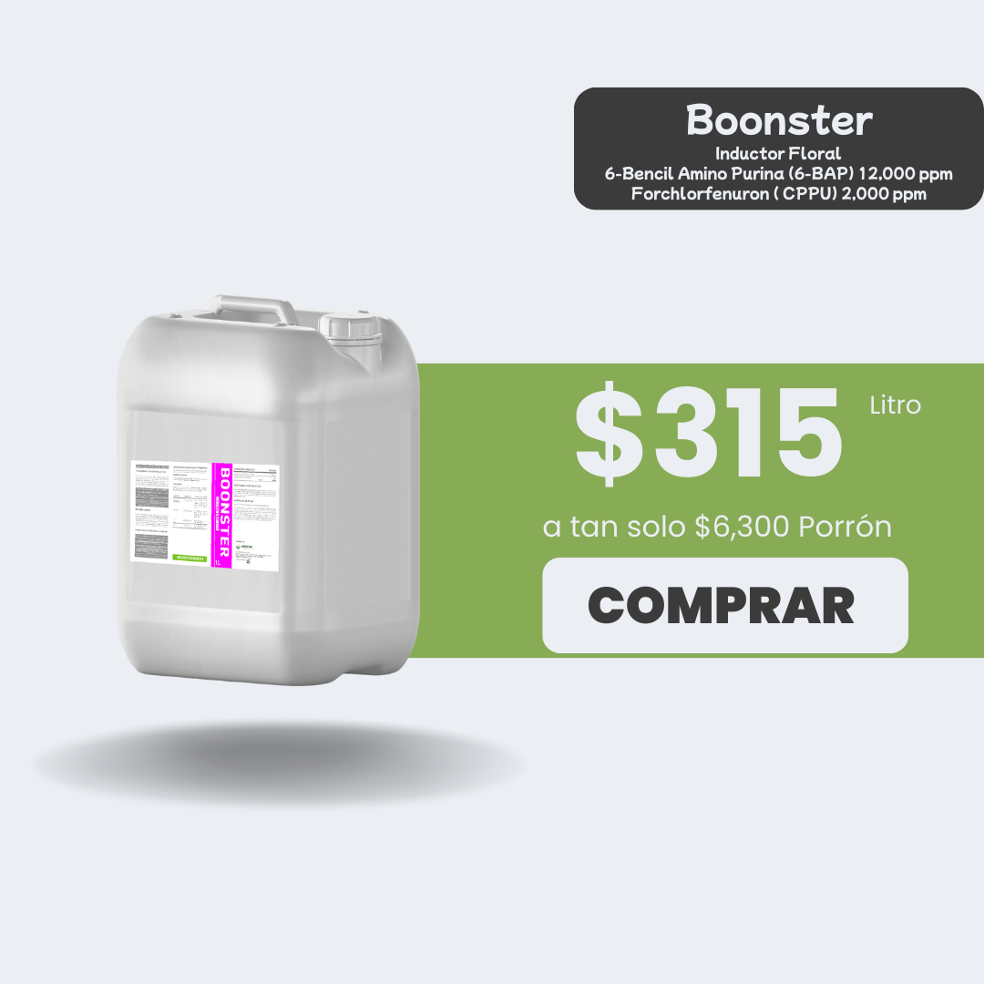 Boonster - Porrón 20lt