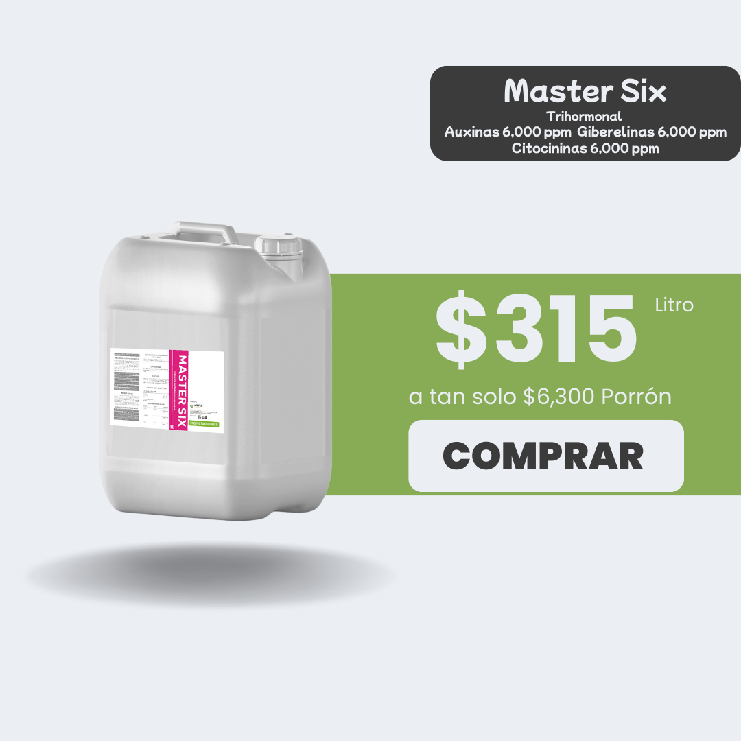 Master Six - Porrón 20lt