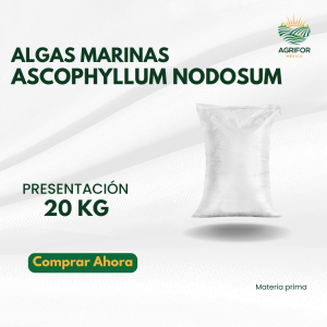 Algas Marinas Ascophyllum nodosum